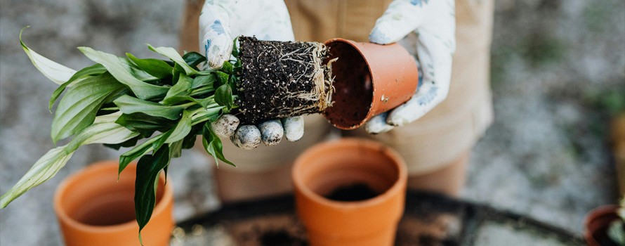 Spring into Action: A Complete Guide to Prepping Your Garden for Spring