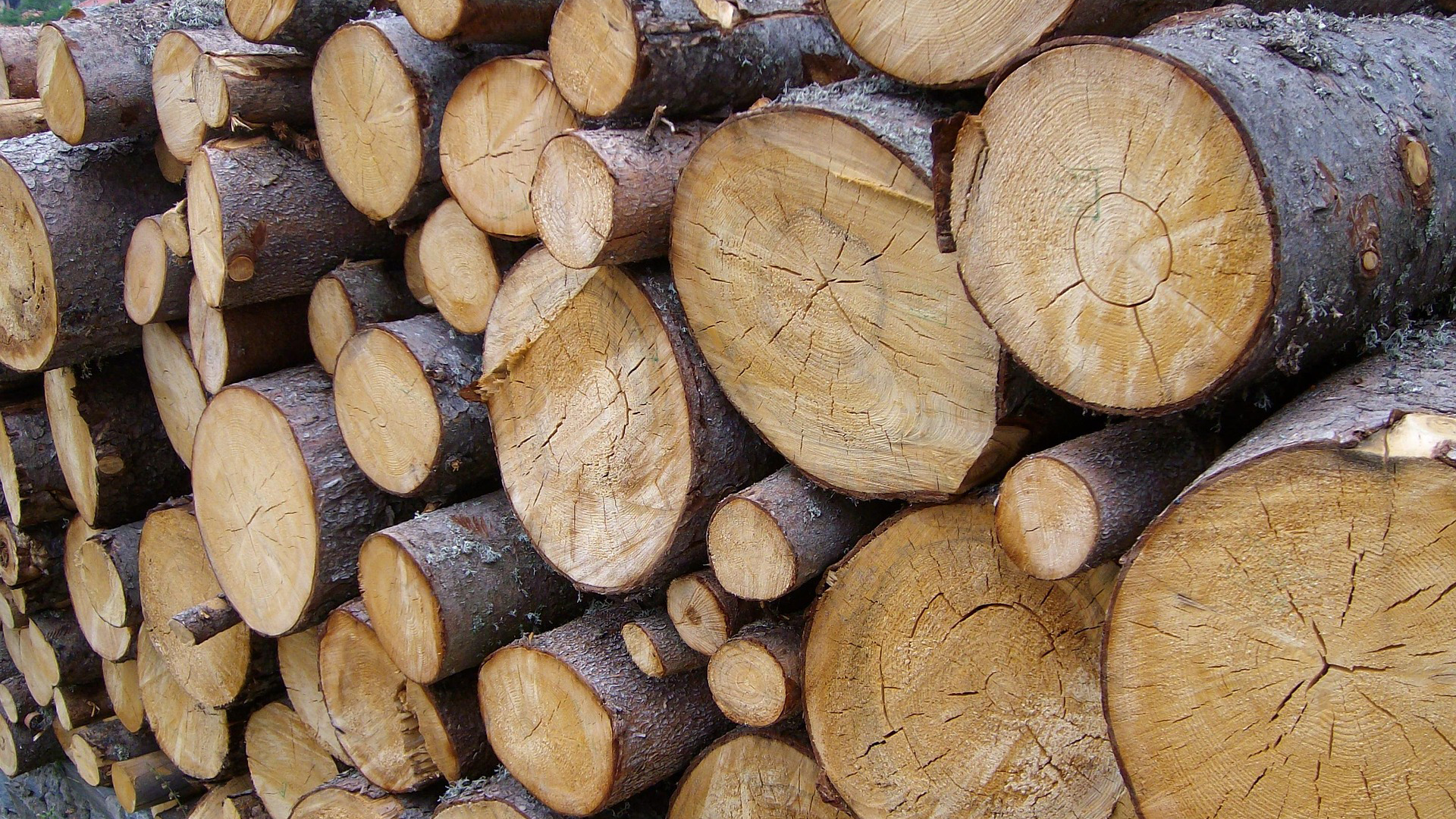 Advice for Burning Ash and Oak Logs